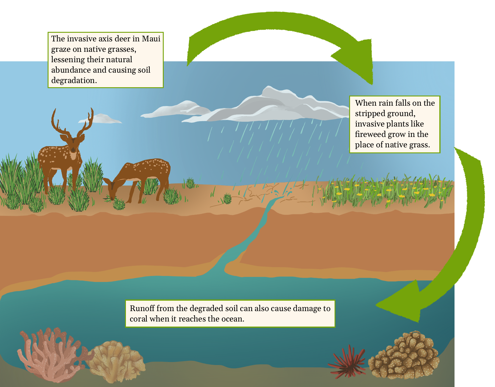 The axis deer disrupt the natural ecosystem