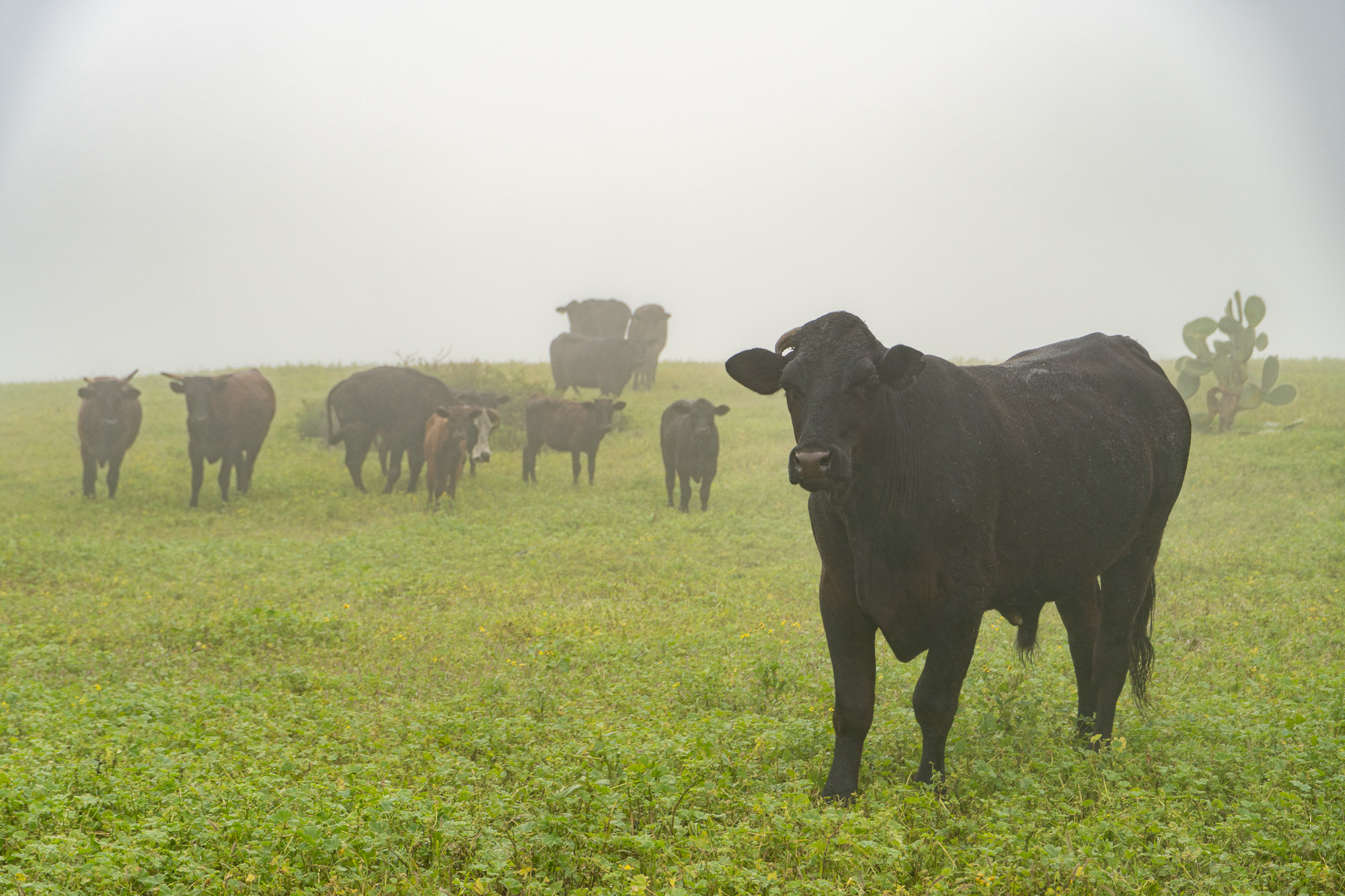 Cows stand in a misty field
