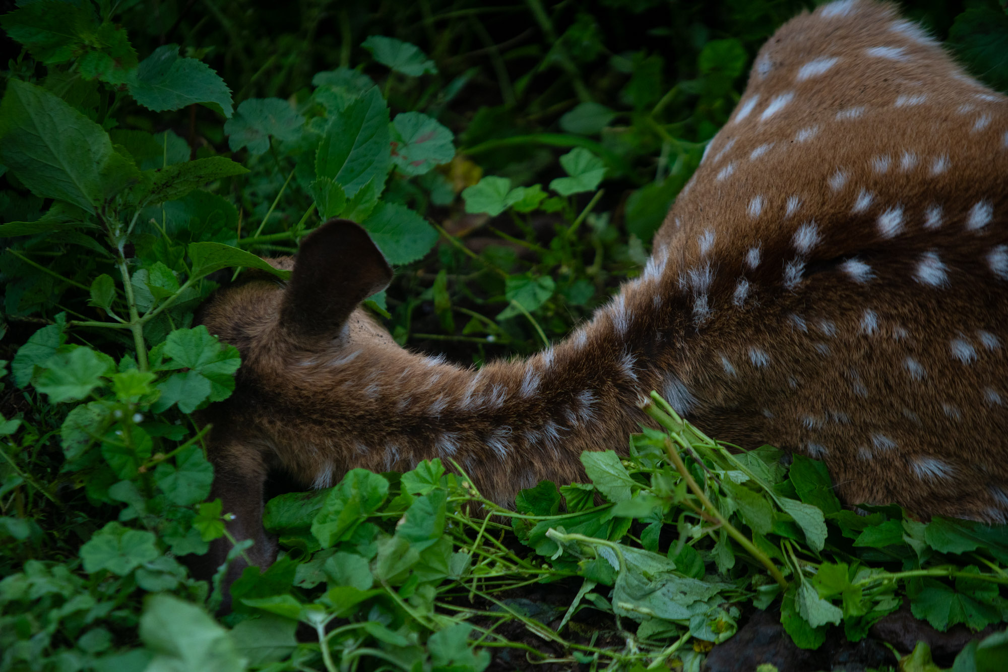 A dead axis deer lying in the grass