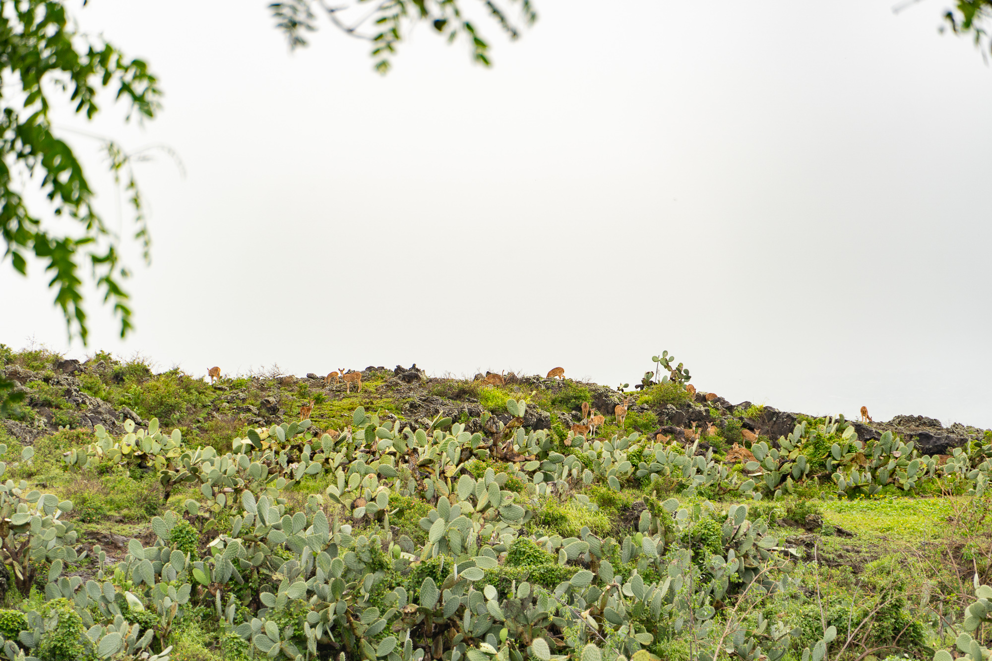 A herd of axis deer in a field