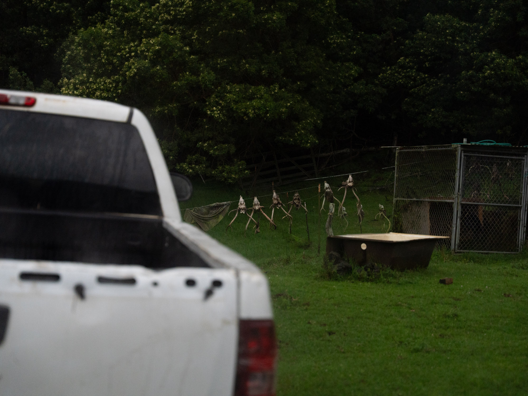 A line of axis deer skulls occupy a metal fence.
