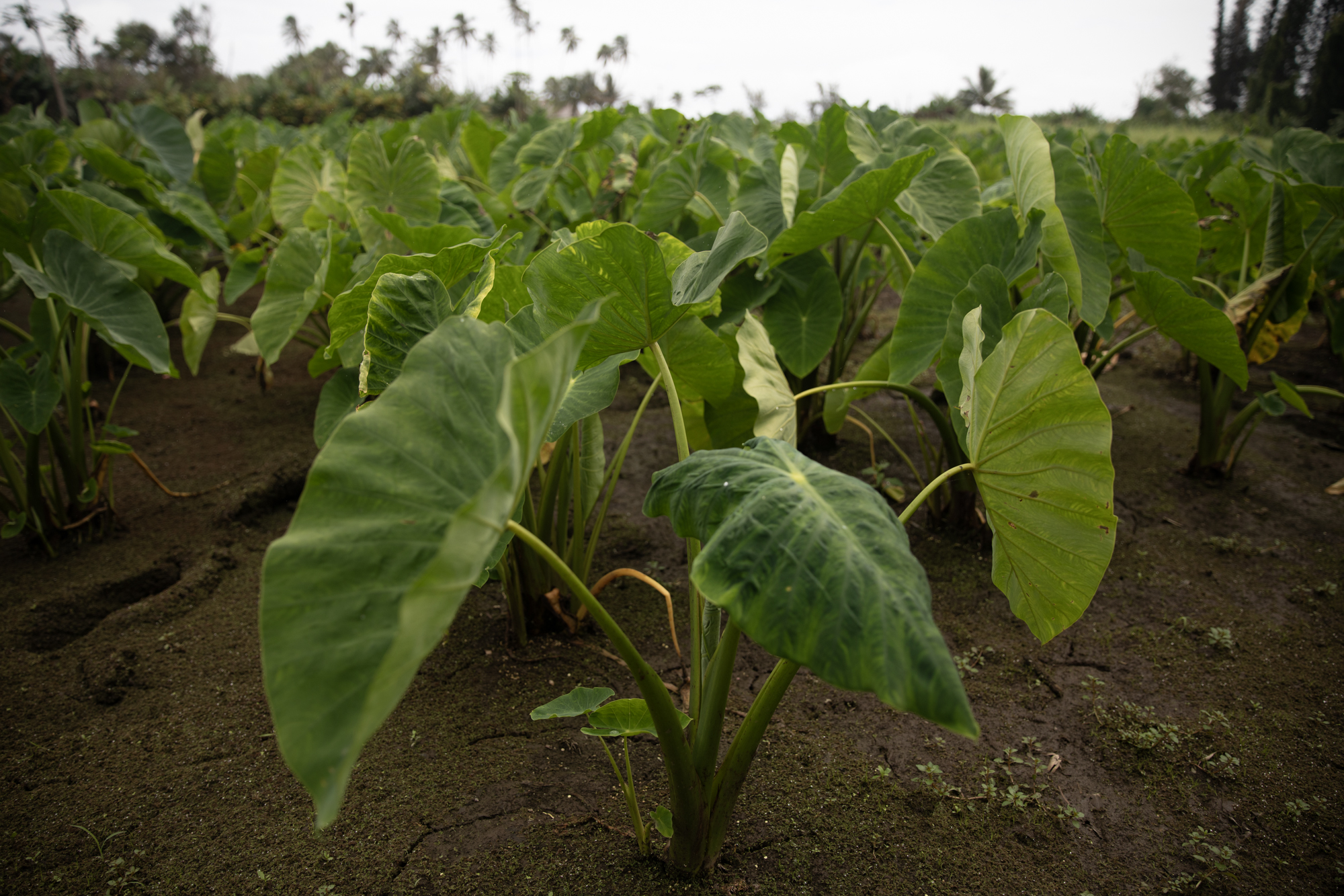 Mature kalo plants, growing in a medium-sized patch, are shown close-up.