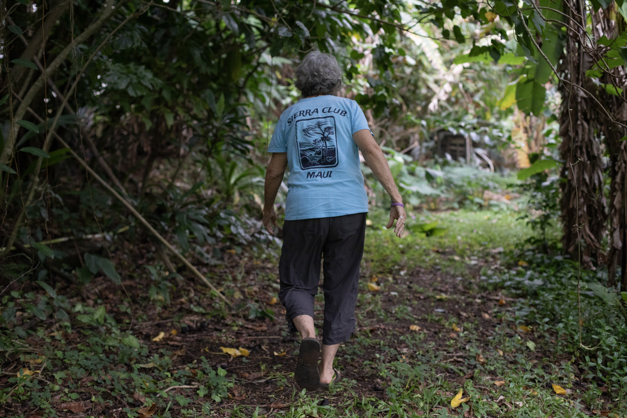 de Naie walks through a wide pathway between large trees in her farm and garden, which surrounds her home. On her back, the words SIERRA CLUB MAUI, along with an artistic rendering of a tree at the shore, are visible.