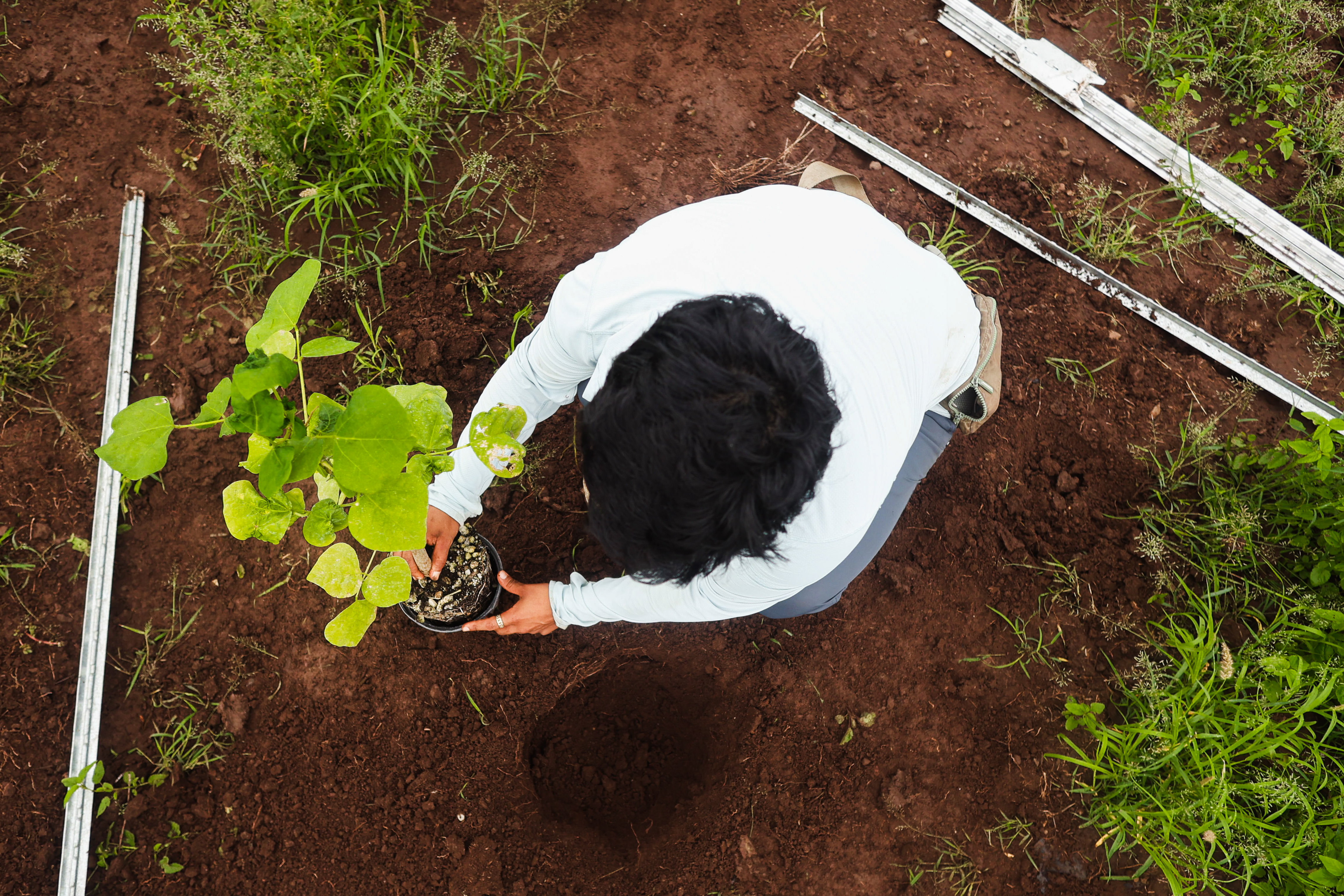 A woman, Sandy, planting a tree in the ground.